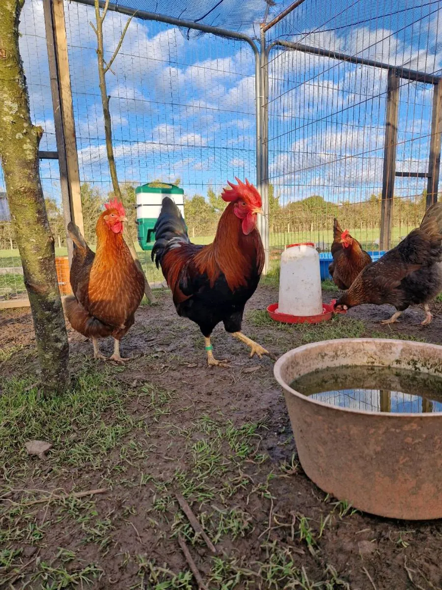 Hatching eggs,and dayolds - Image 2