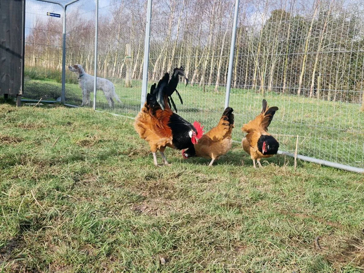 Hatching eggs,and dayolds - Image 3