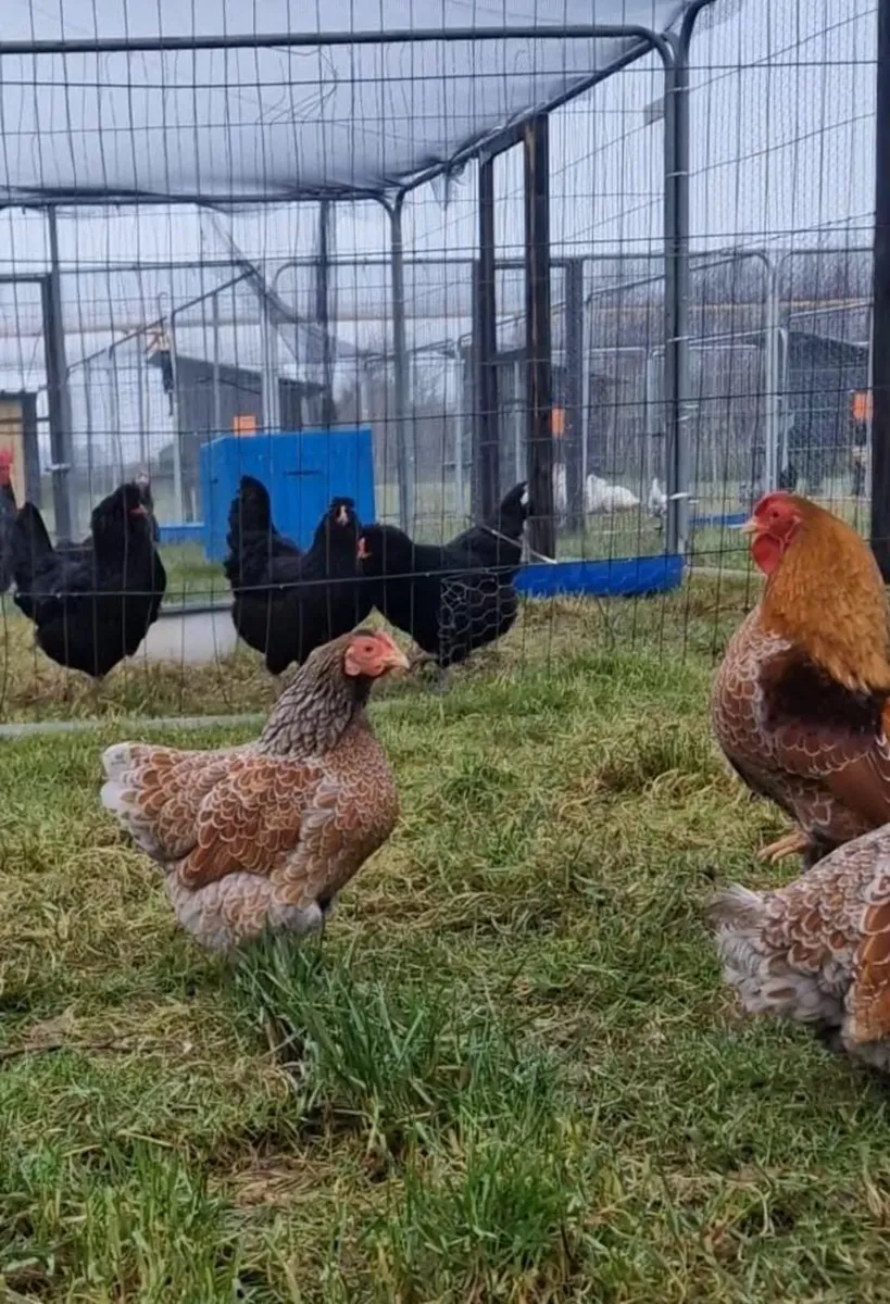 Hatching eggs,and dayolds - Image 4