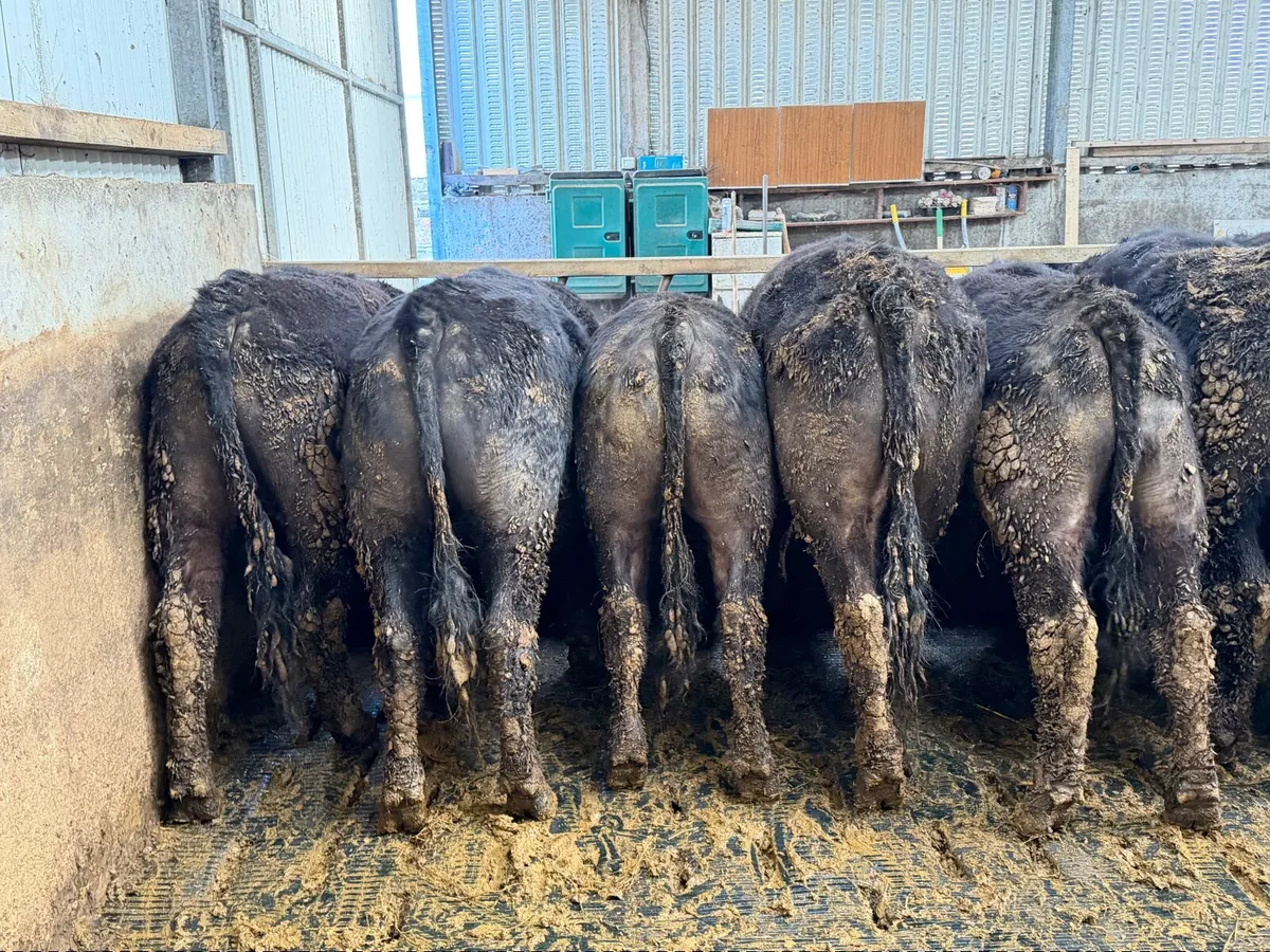 Organic AAX bullocks - Image 1