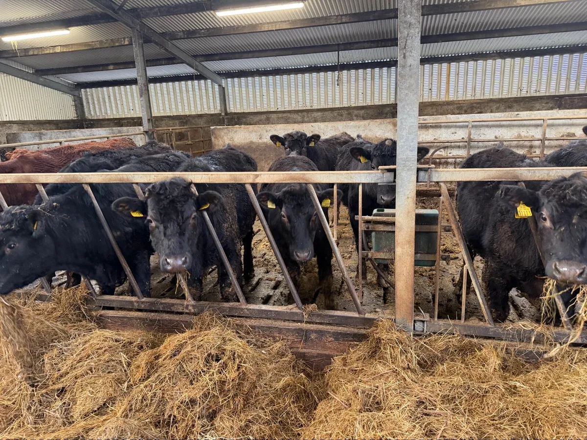 Organic AAX bullocks - Image 3