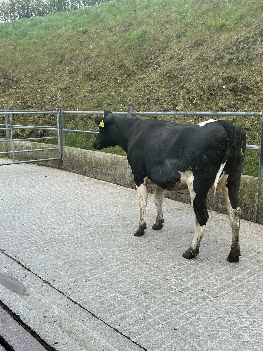 Incalf heifer - Image 2