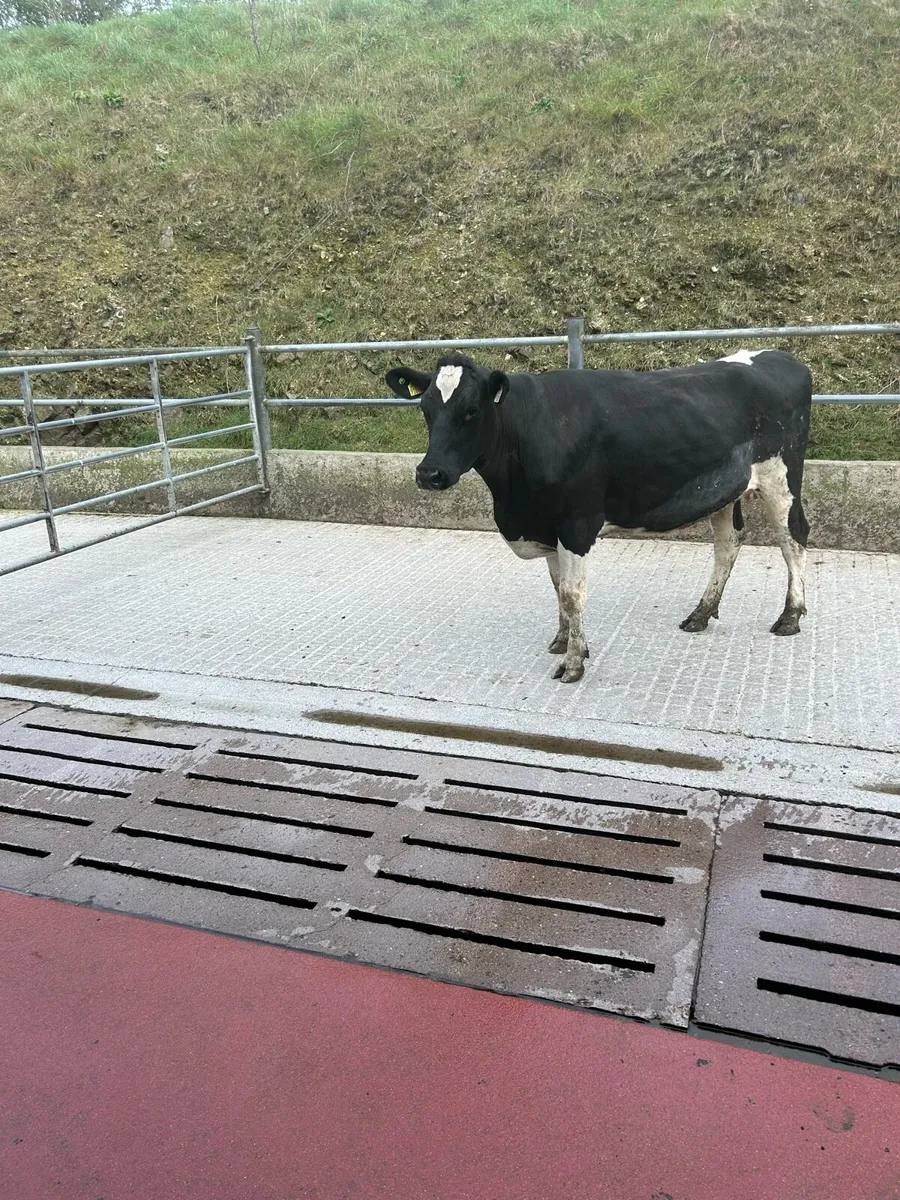 Incalf heifer - Image 4