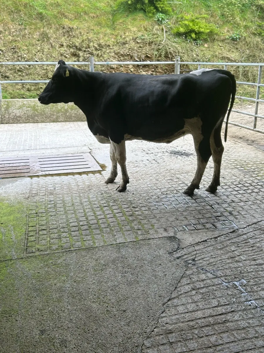 Incalf heifer - Image 1