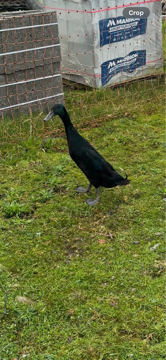 Breeding flock of Indian runner ducks - Image 1