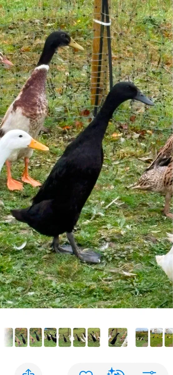 Breeding flock of Indian runner ducks - Image 2