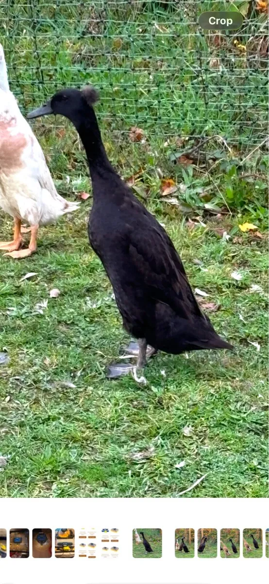 Breeding flock of Indian runner ducks - Image 3