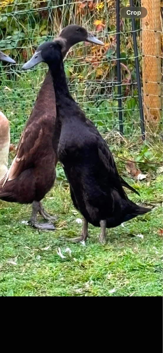 Breeding flock of Indian runner ducks - Image 4