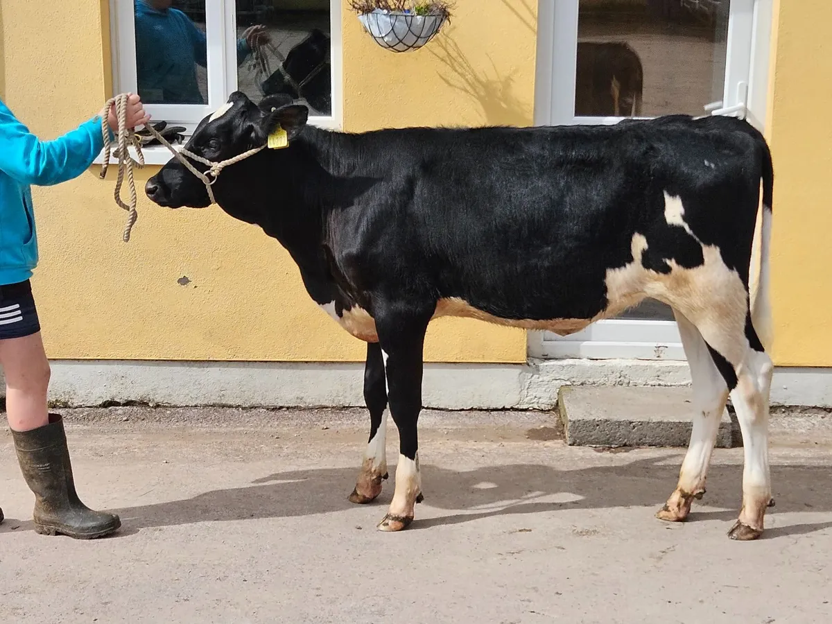 Fr Calves - Image 1