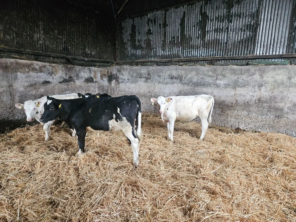 Fr Calves - Image 2