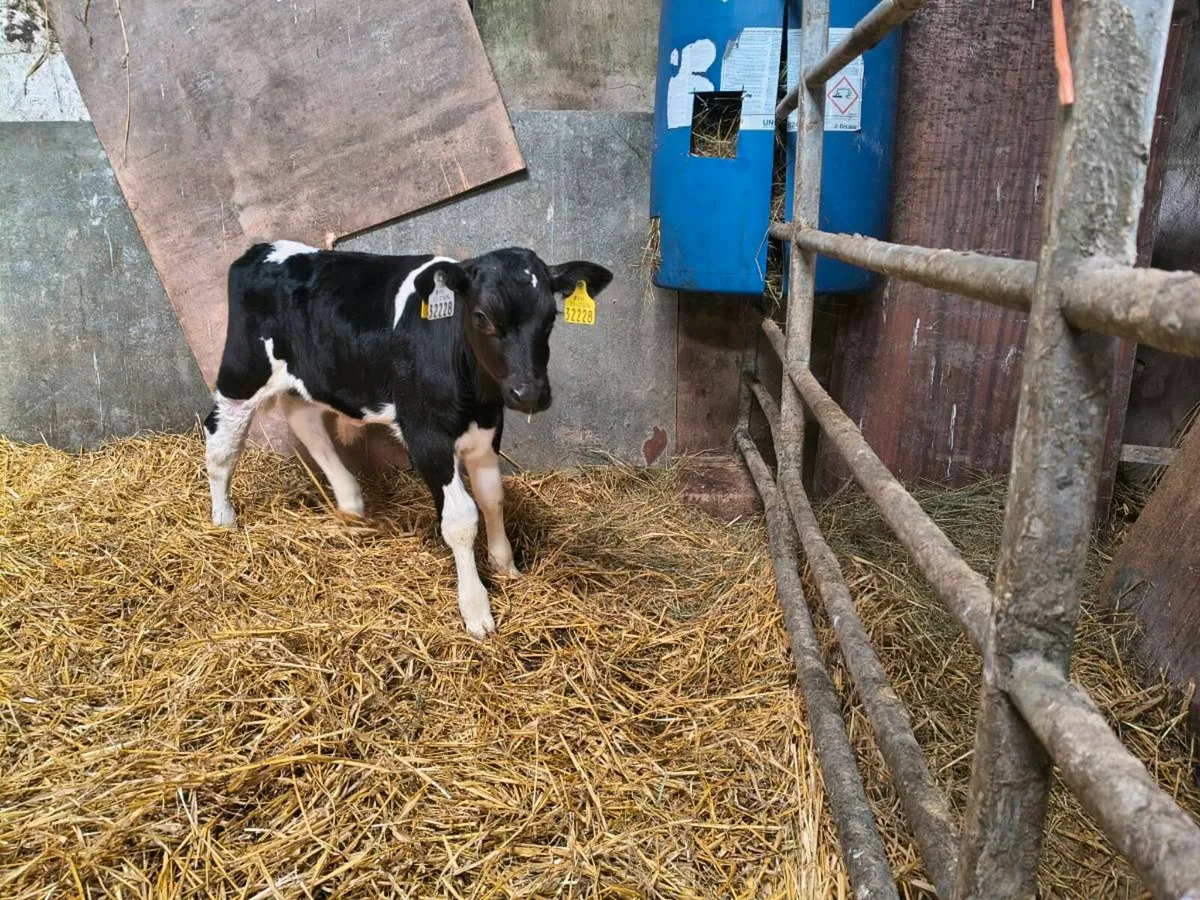 Calves for sale - Image 4