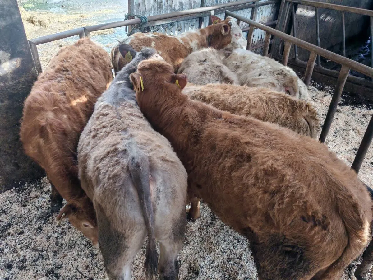 7 Suckler Bred Bullock's. - Image 2