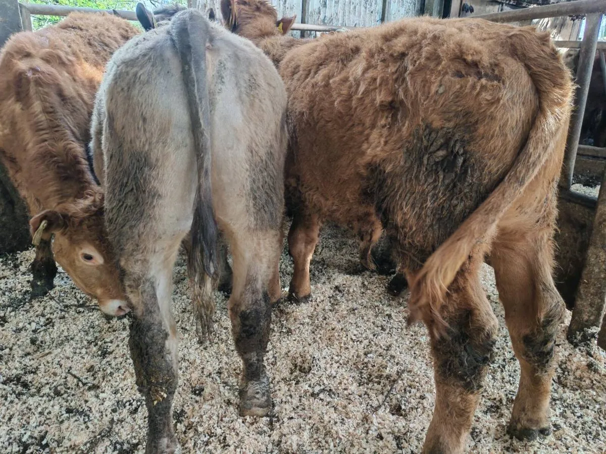 7 Suckler Bred Bullock's. - Image 3