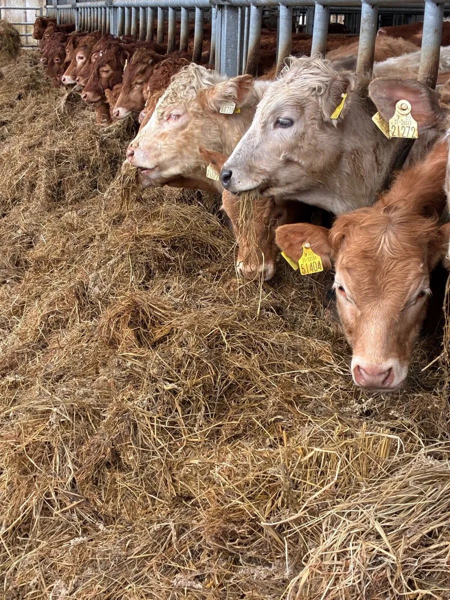 SUPER QUALITY LIM/CH BULLOCKS WEANLINGS 350-380KG - Image 4