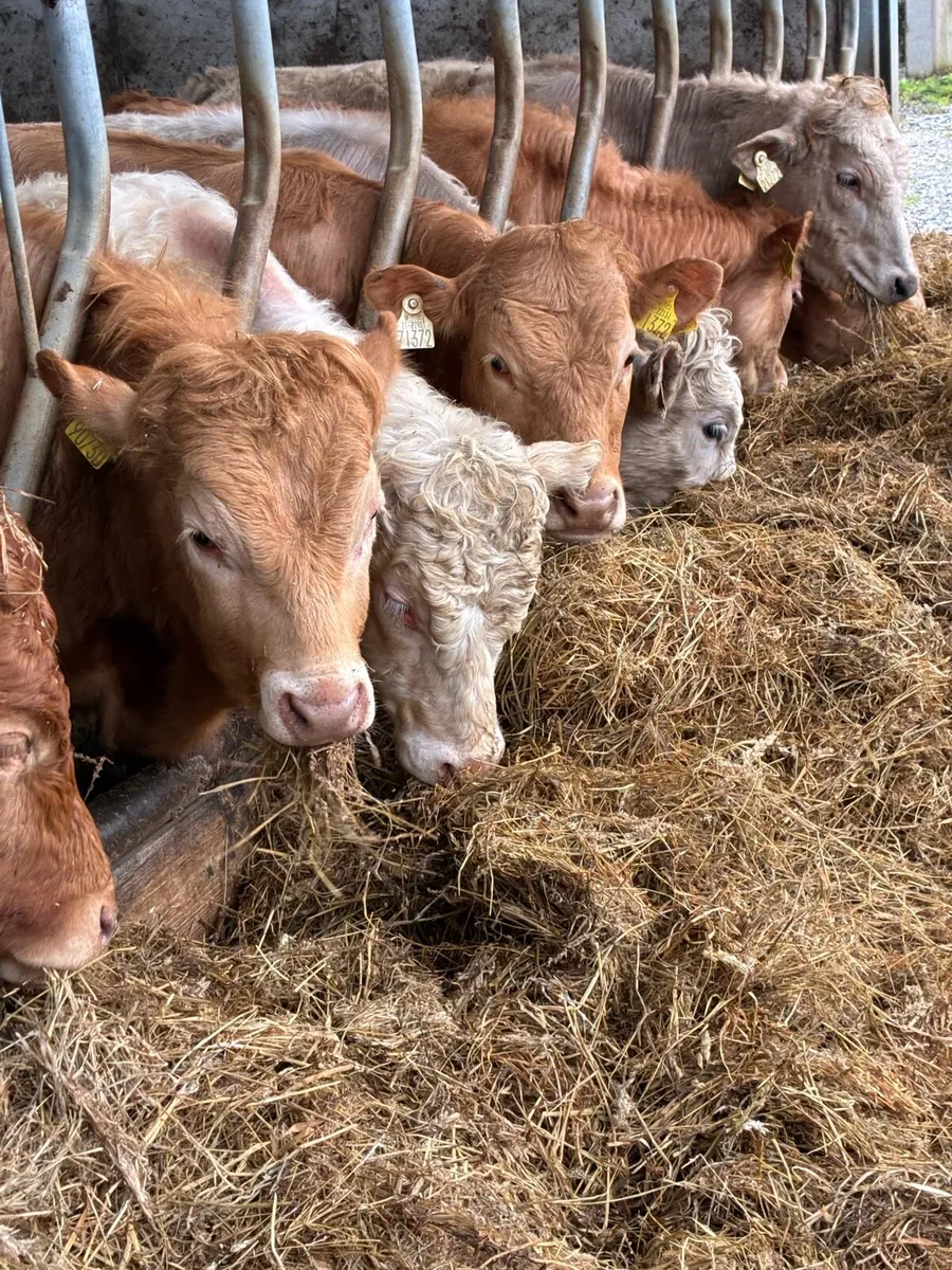 SUPER QUALITY LIM/CH BULLOCKS WEANLINGS 350-380KG - Image 2