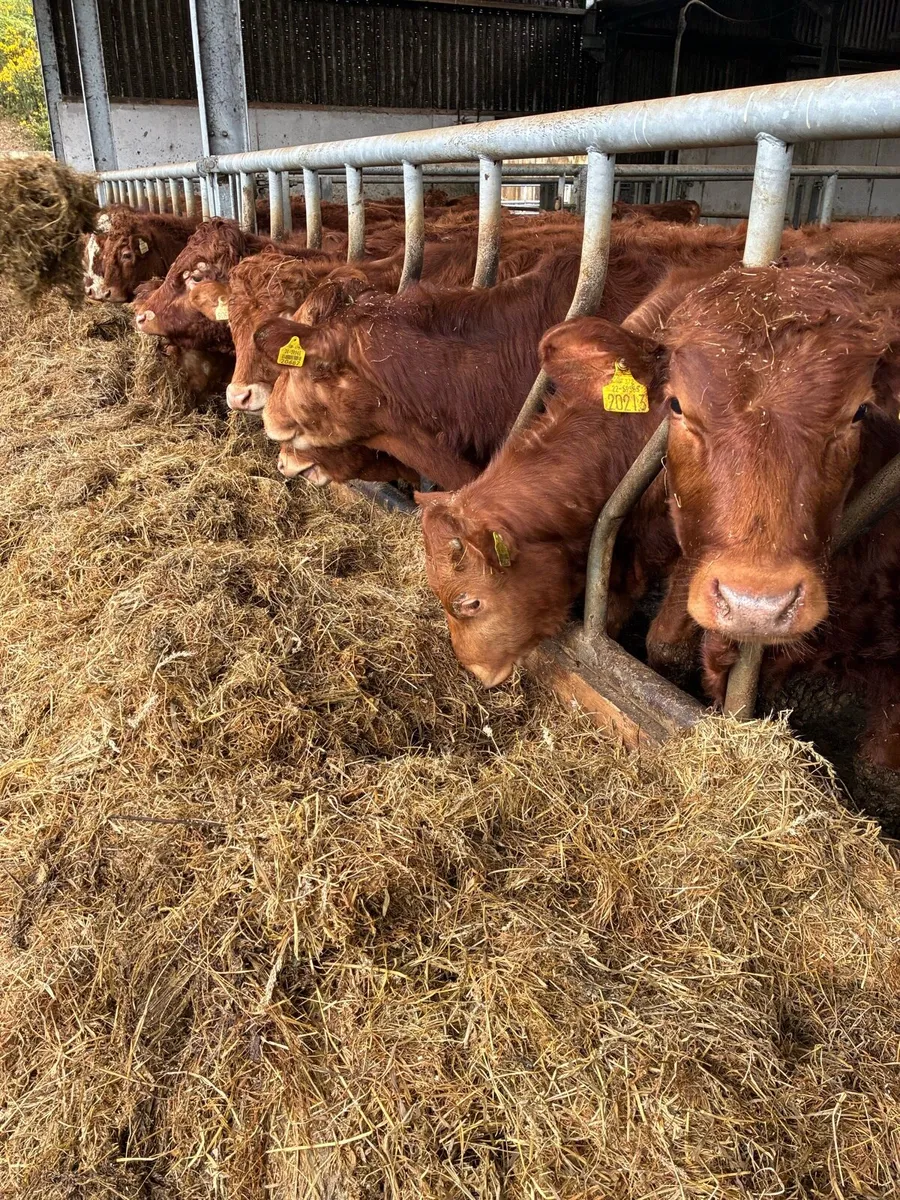 SUPER QUALITY LIM/CH BULLOCKS WEANLINGS 350-380KG - Image 3