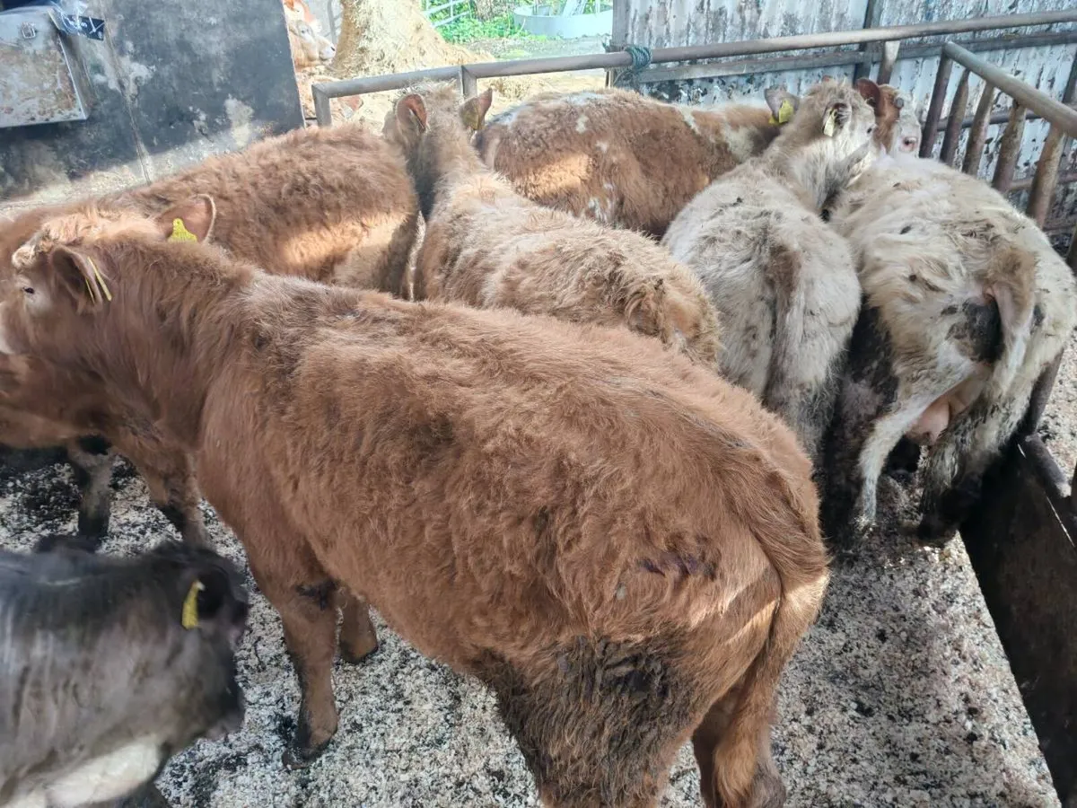 7 Suckler Bred Bullock's. - Image 4