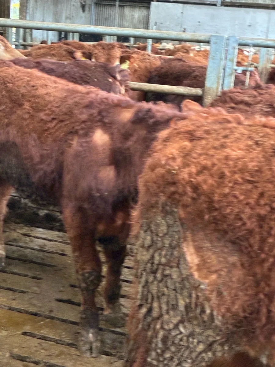 SUPER QUALITY LIM BULLOCKS WEANLINGS 350/360KG - Image 4