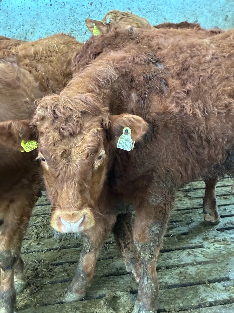 SUPER QUALITY LIM/CH BULLOCKS WEANLINGS 350-380KG - Image 1