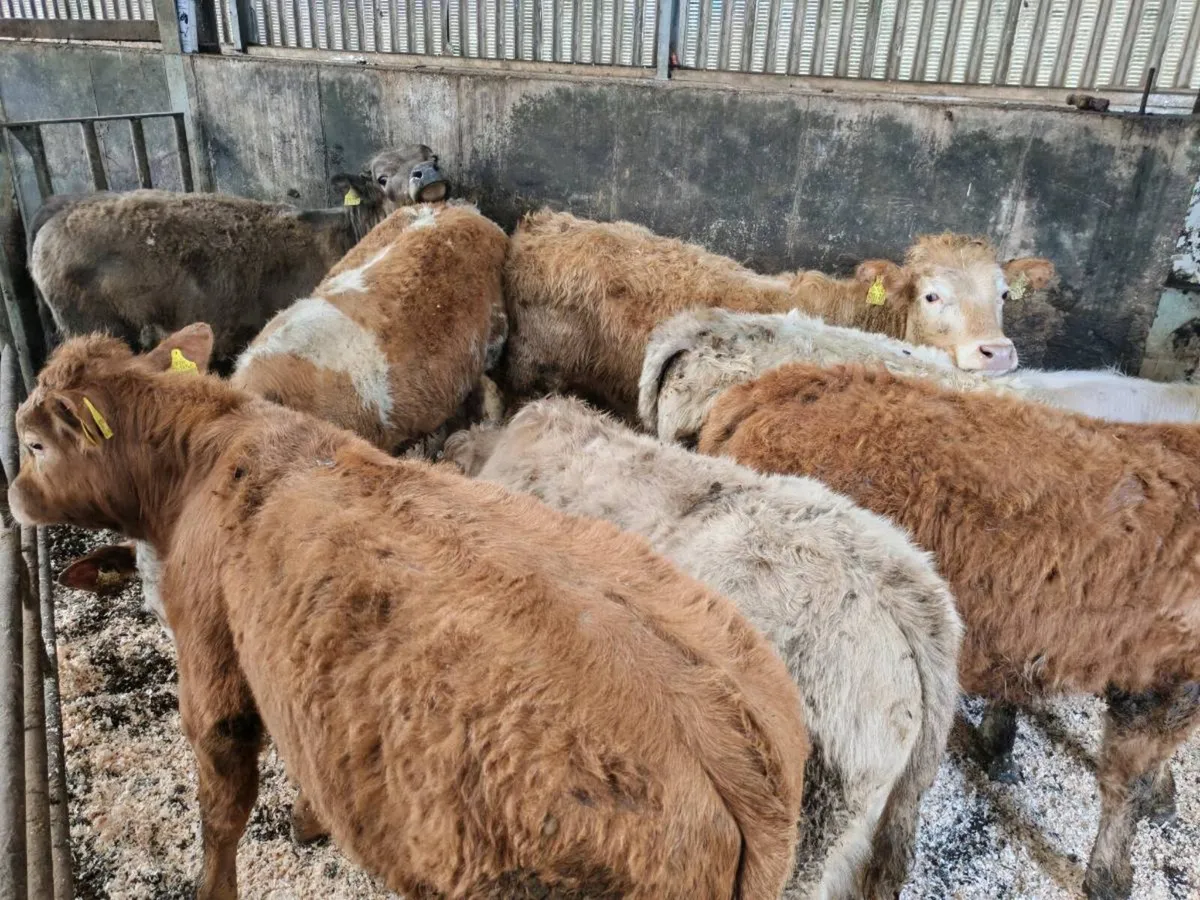 7 Suckler Bred Bullock's. - Image 1