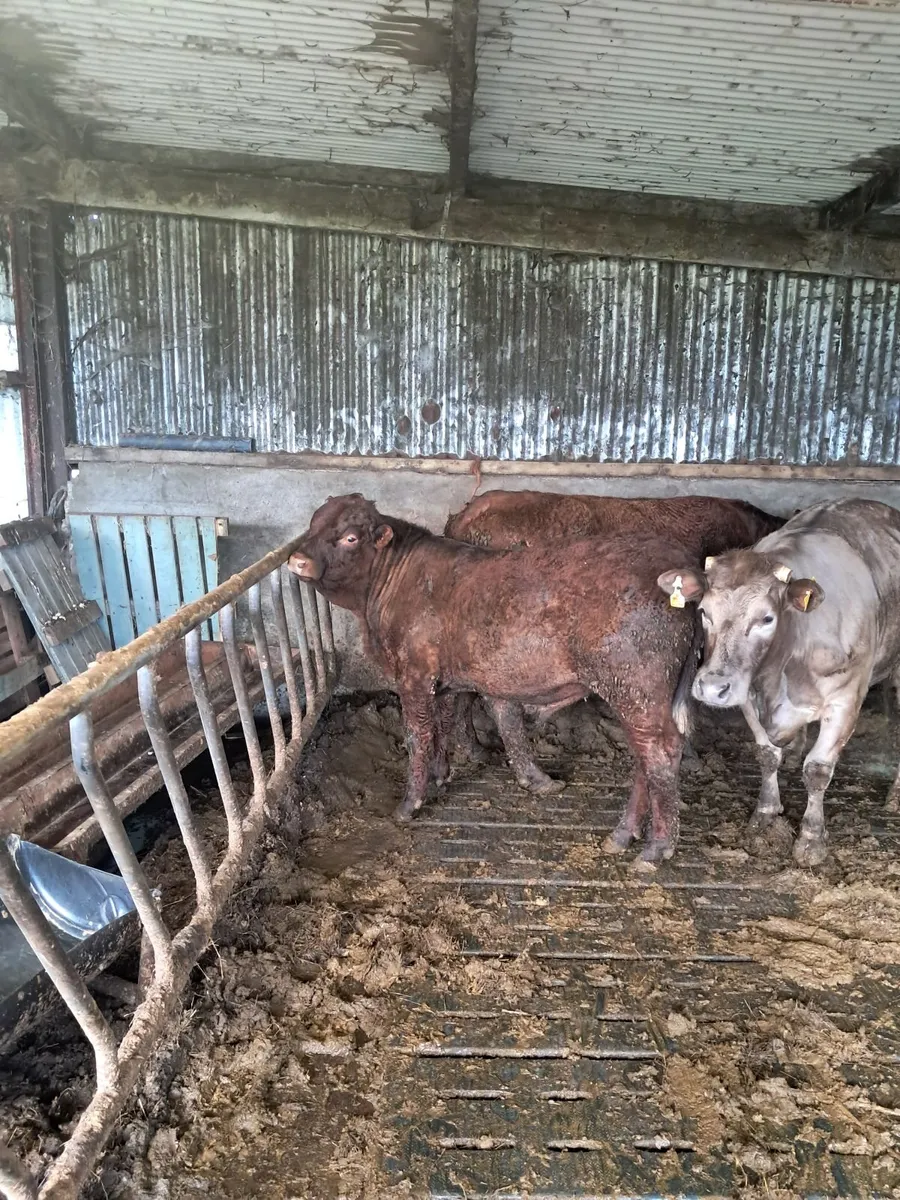Cattle - Image 1