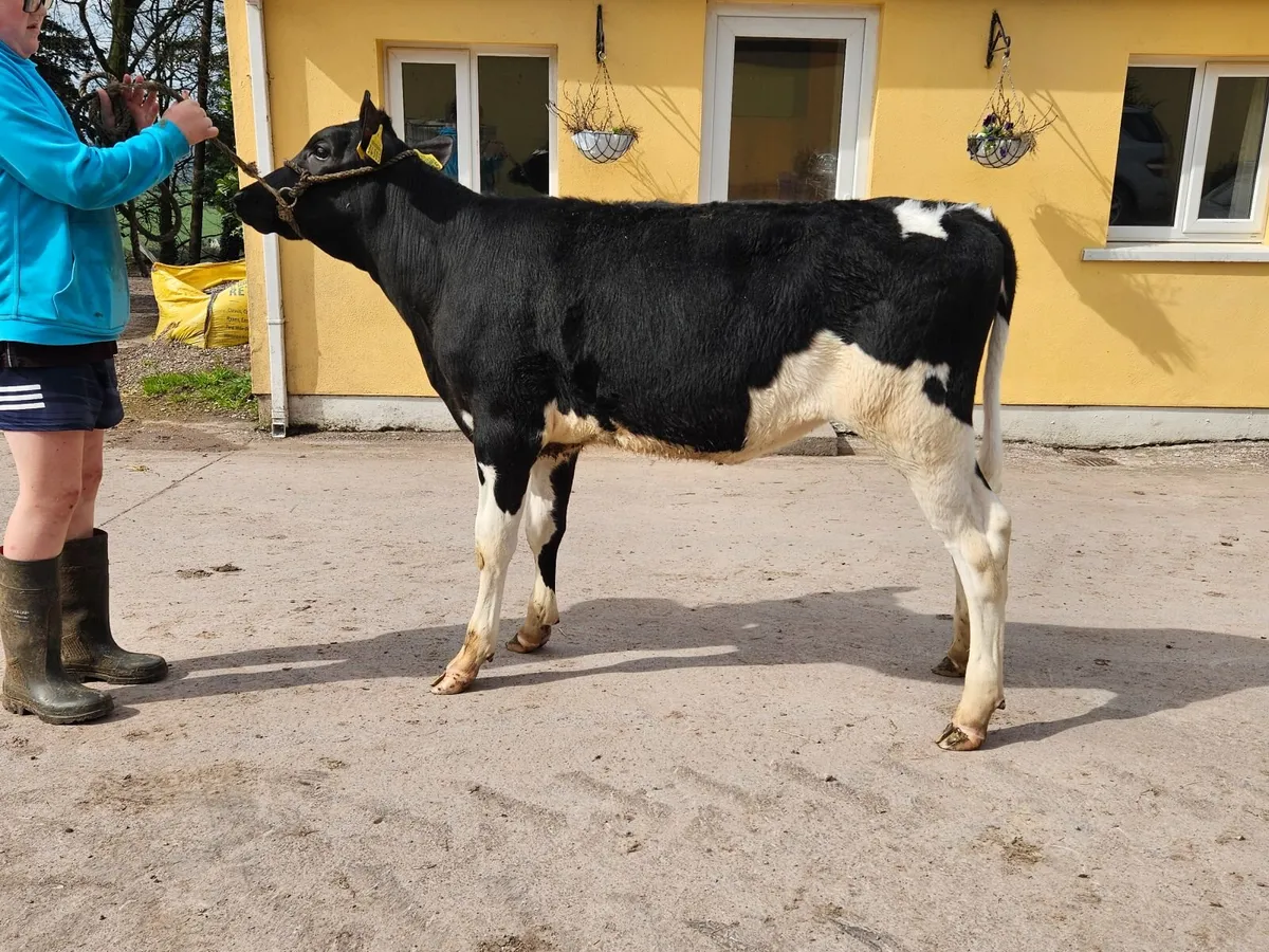 Fr Calves - Image 3