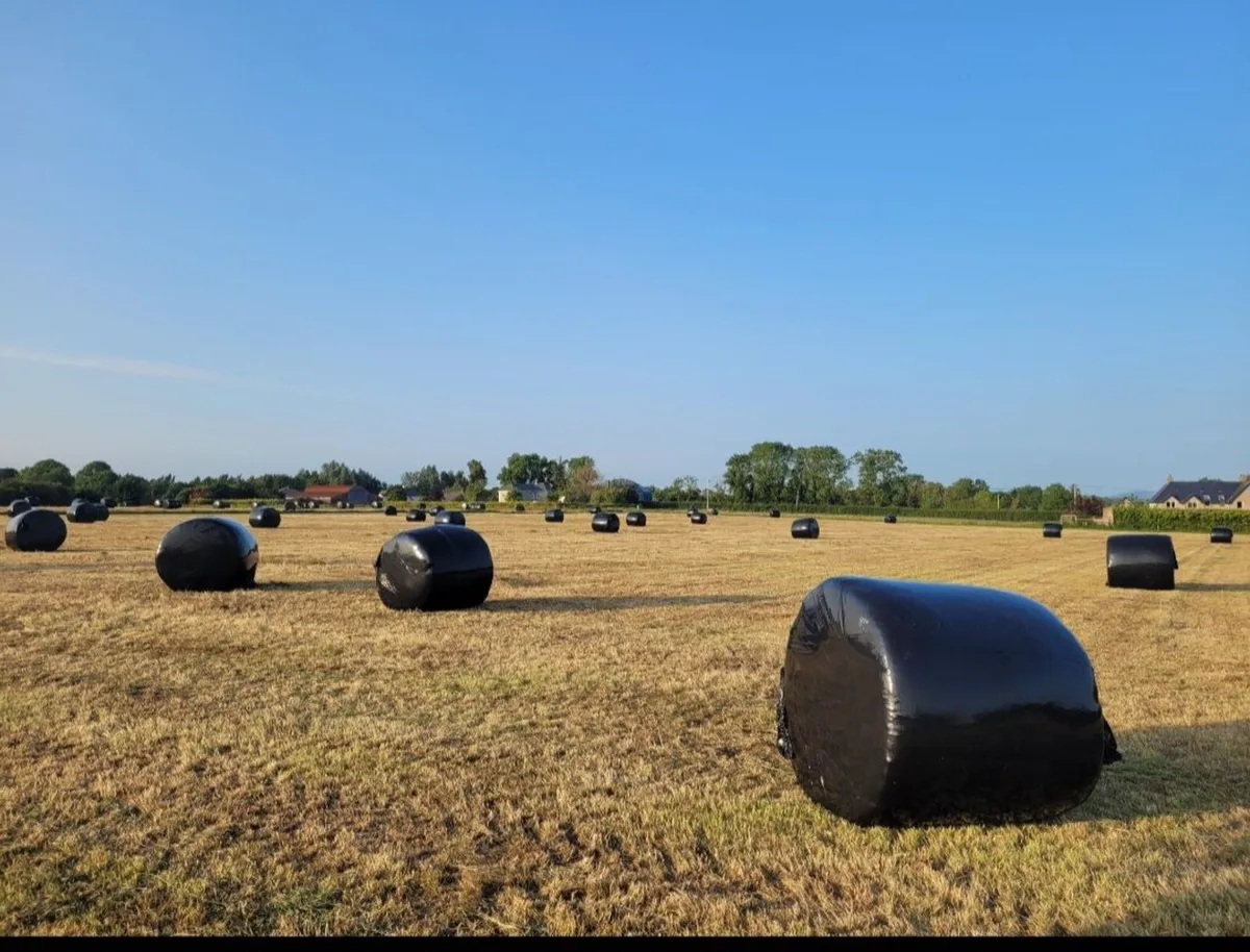 40 acres for 1st&2nd cut silage - Image 1