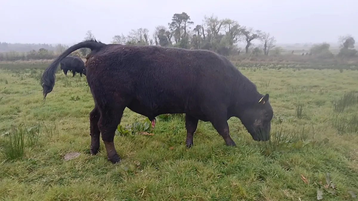 Angus bull - Image 2