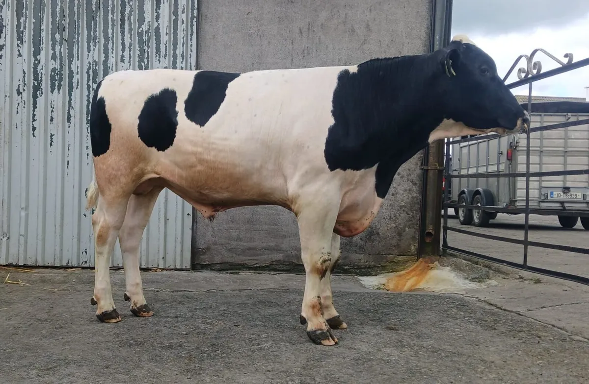 Dairy - Mountain Friesian Sale - Image 3