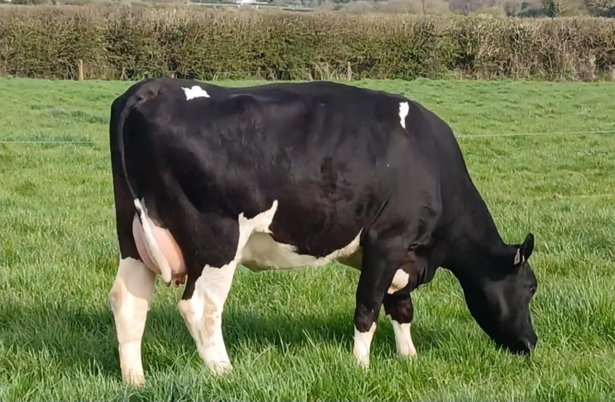 Dairy - Mountain Friesian Sale - Image 4