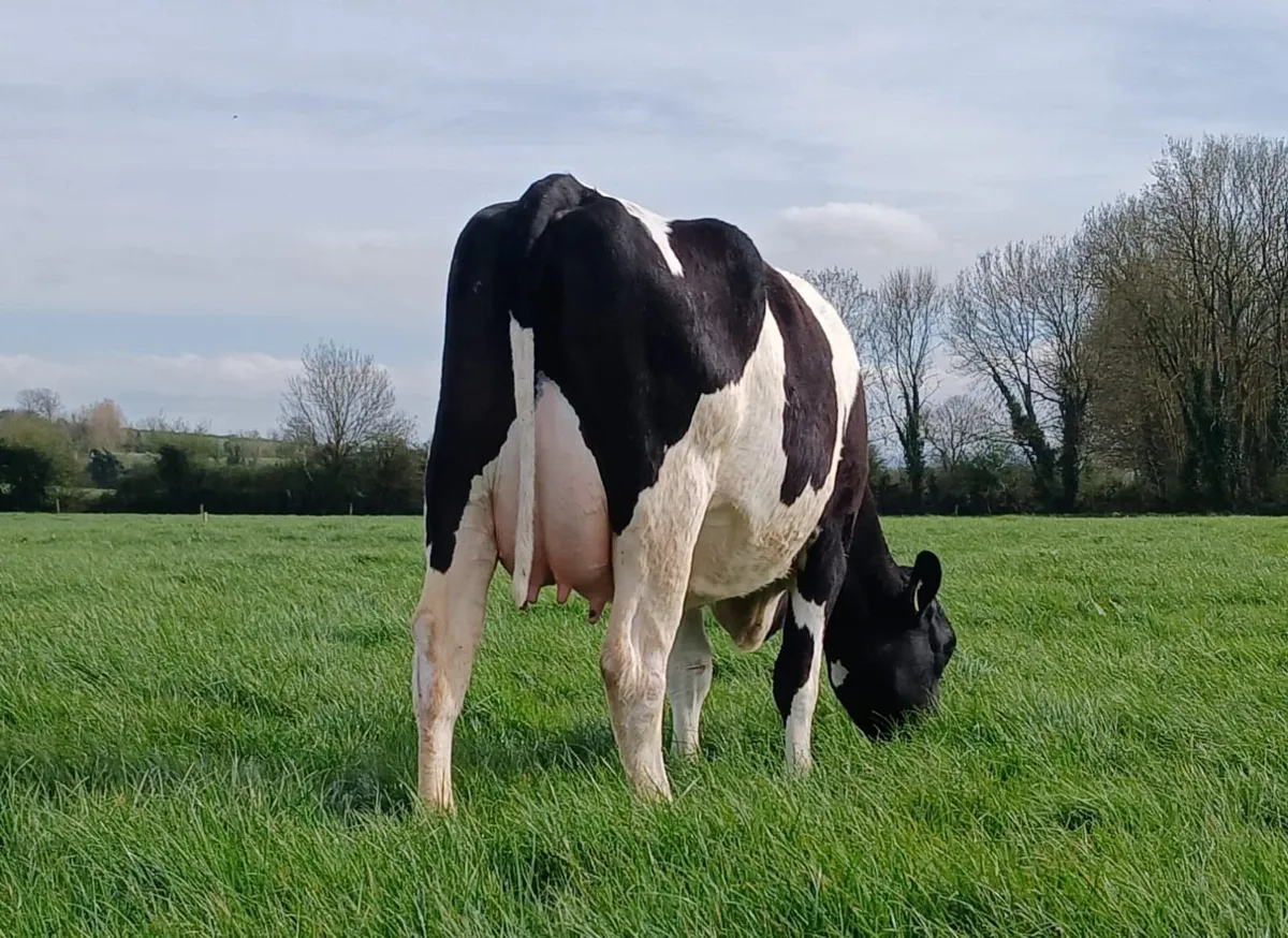 Dairy - Mountain Friesian Sale - Image 1