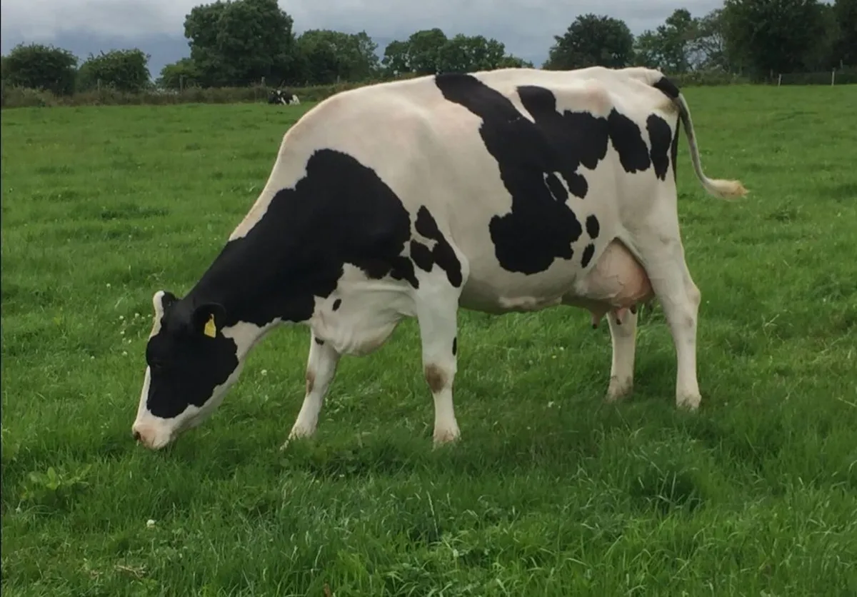 Dairy Sale Templemore Mart - Image 1