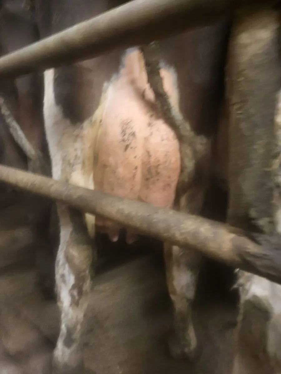 Dairy Sale Templemore Mart - Image 3