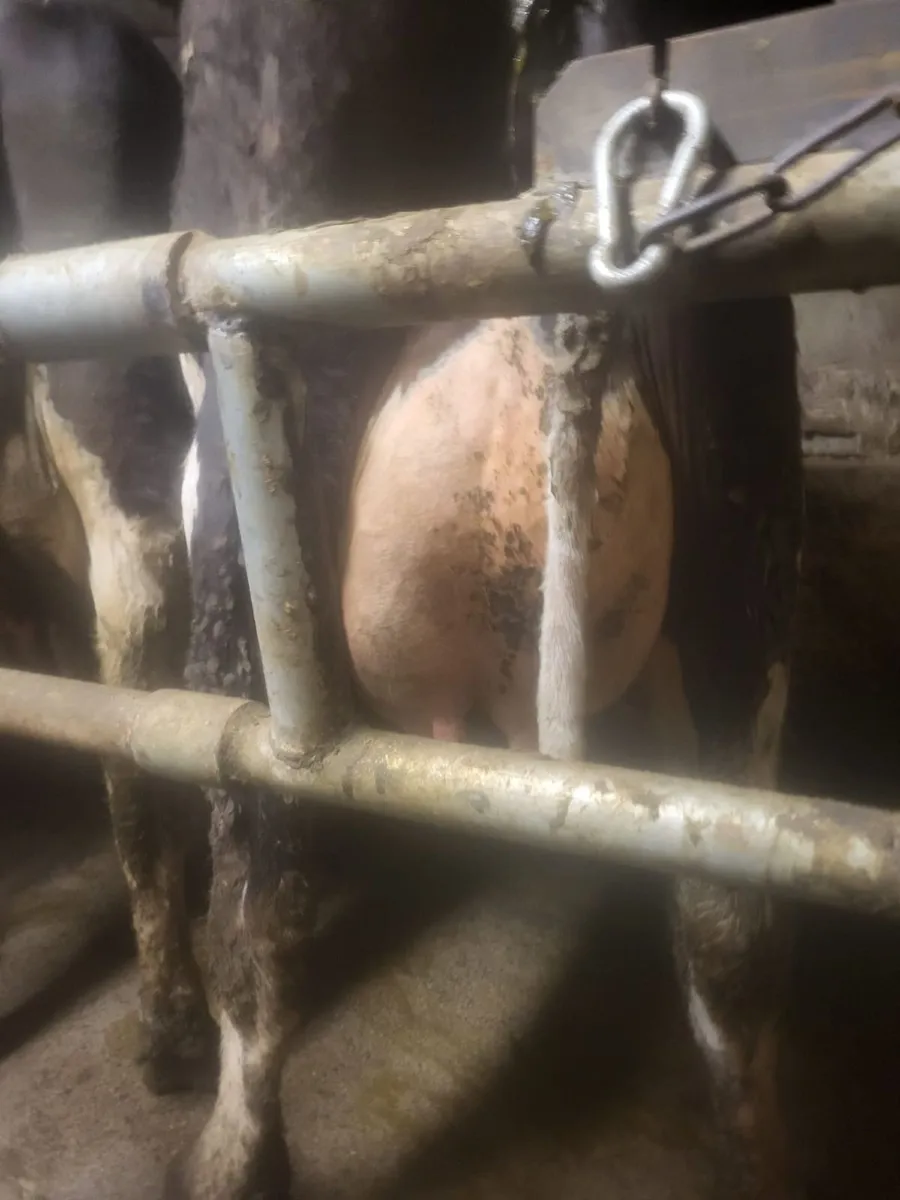 Dairy Sale Templemore Mart - Image 2