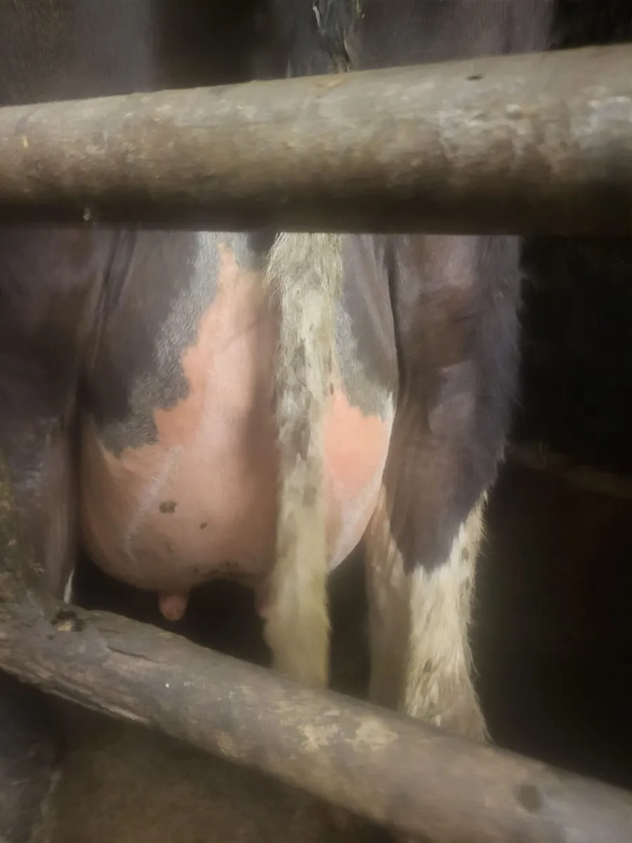 Dairy Sale Templemore Mart - Image 4