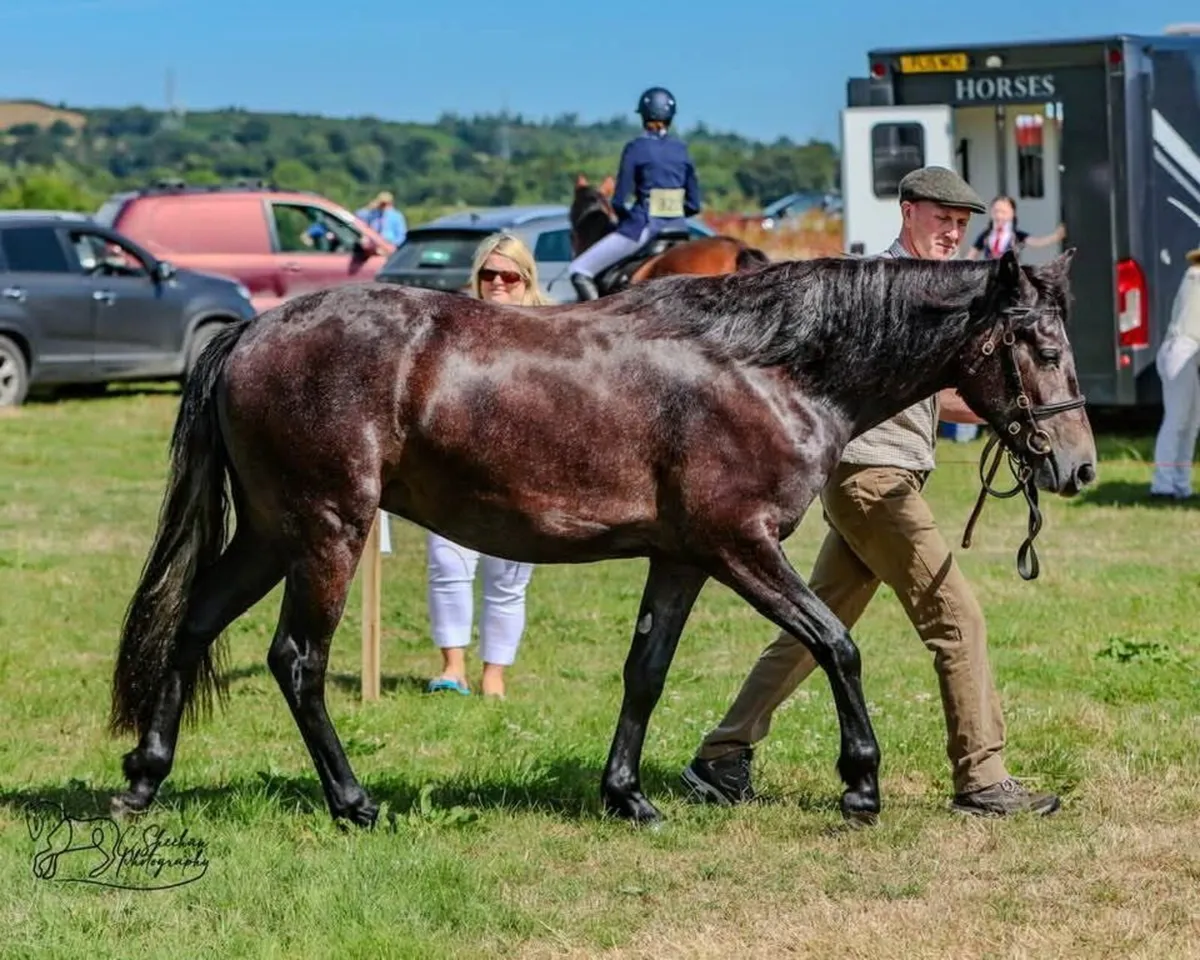CONNEMARA PONY - Image 1