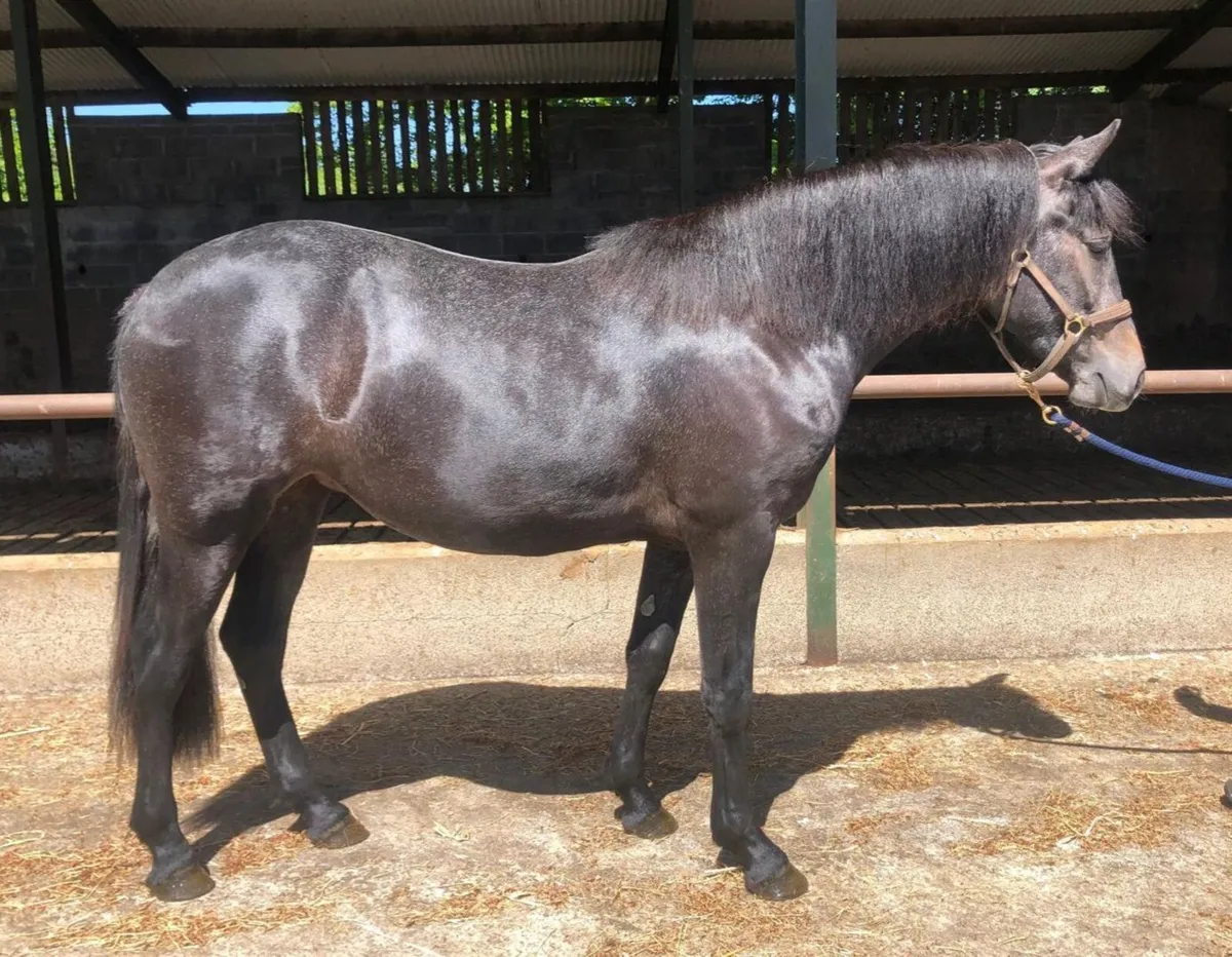 CONNEMARA PONY - Image 2