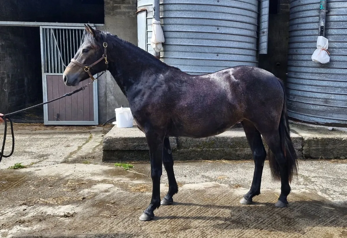 CONNEMARA PONY - Image 3