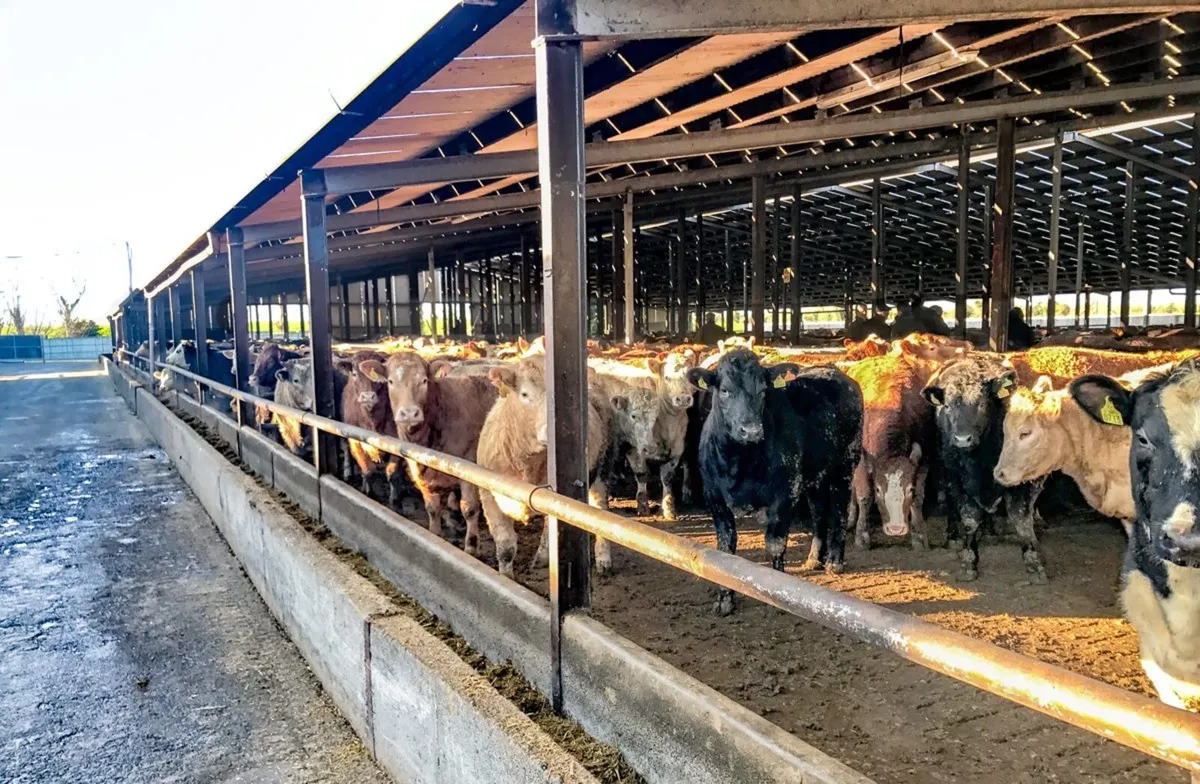 Angus and Continental Bullocks and Heifers - Image 3