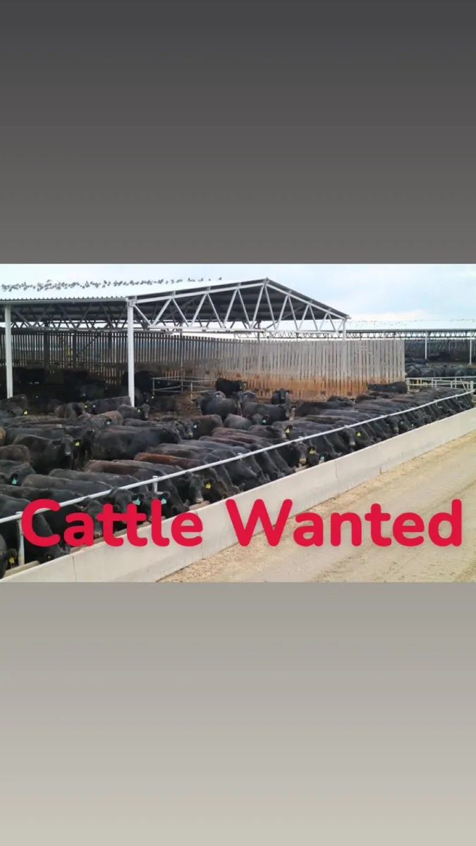 Angus and Continental Bullocks and Heifers - Image 1