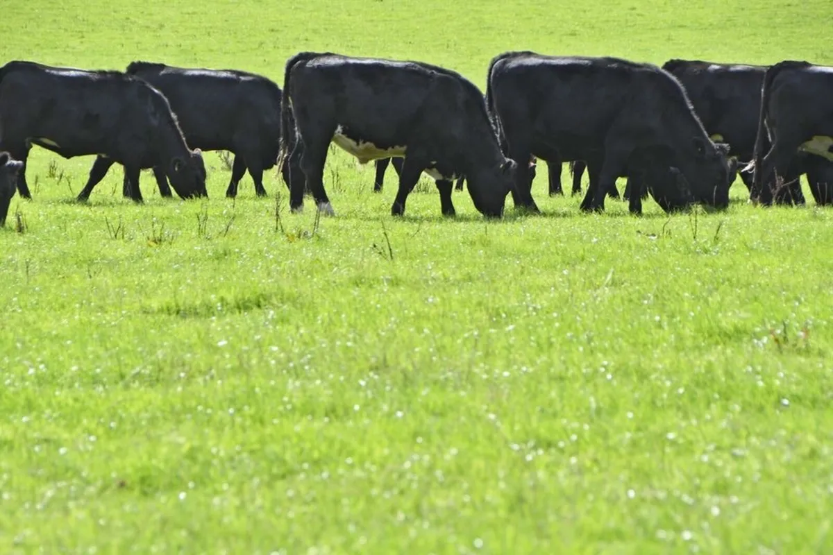 Angus and Continental Bullocks and Heifers - Image 4