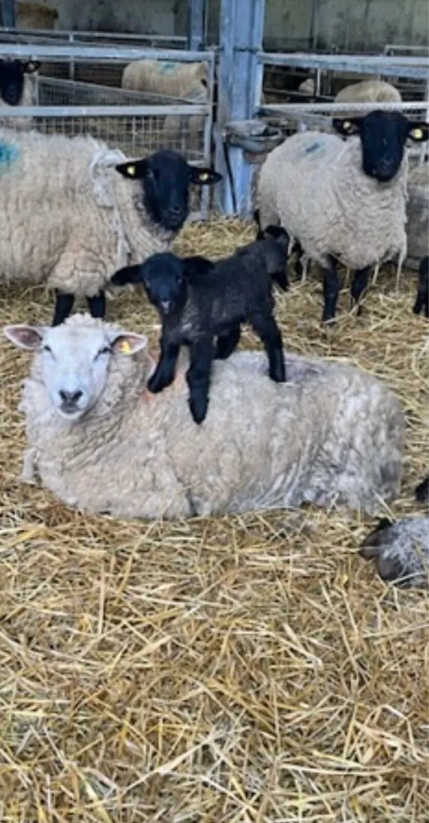 Pet lamb for sale