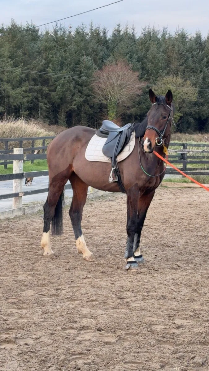 4-Year-Old Mare for Sale - Quality Bloodlines, Att - Image 1