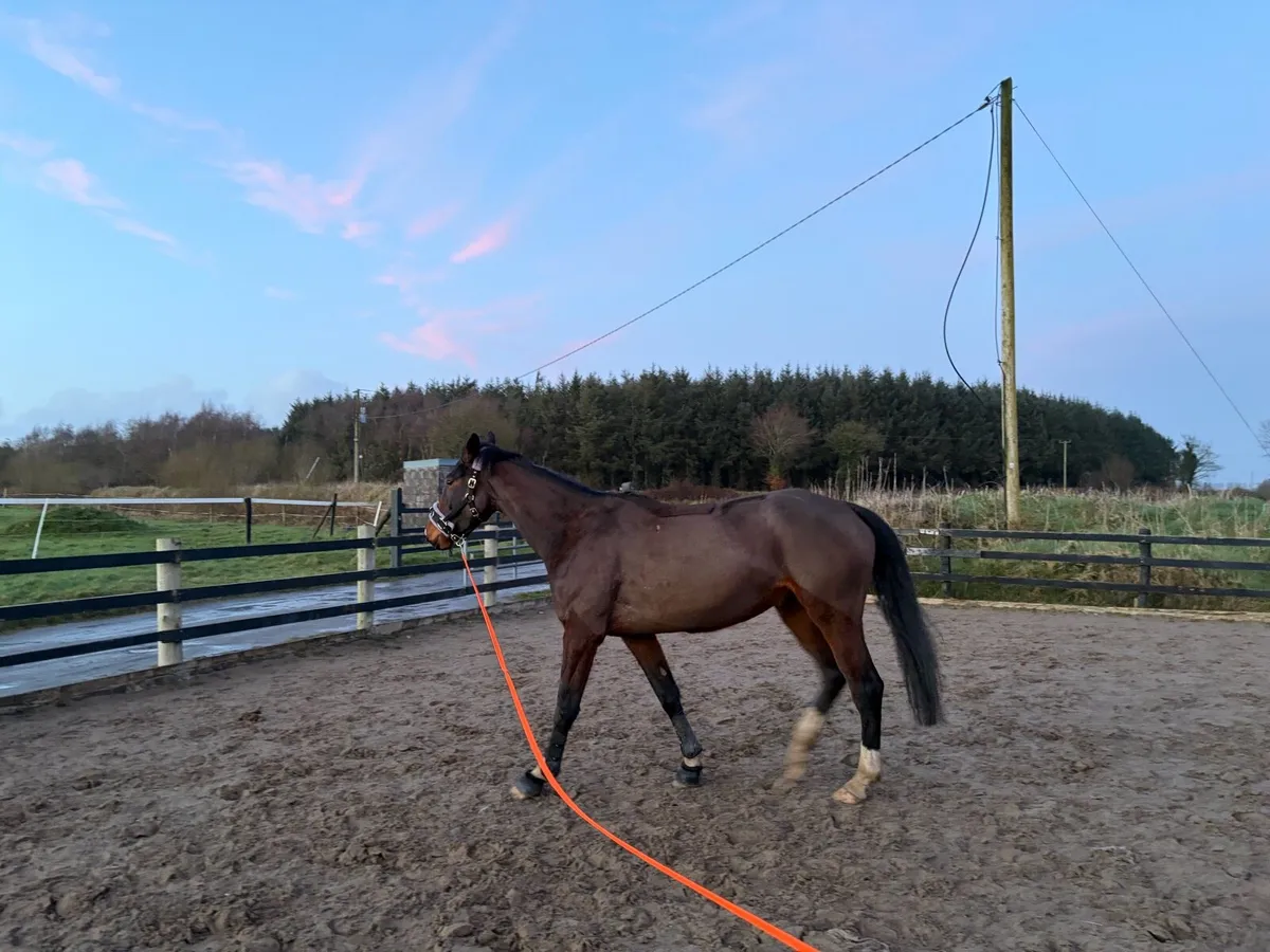 4-Year-Old Mare for Sale - Quality Bloodlines, Att - Image 2