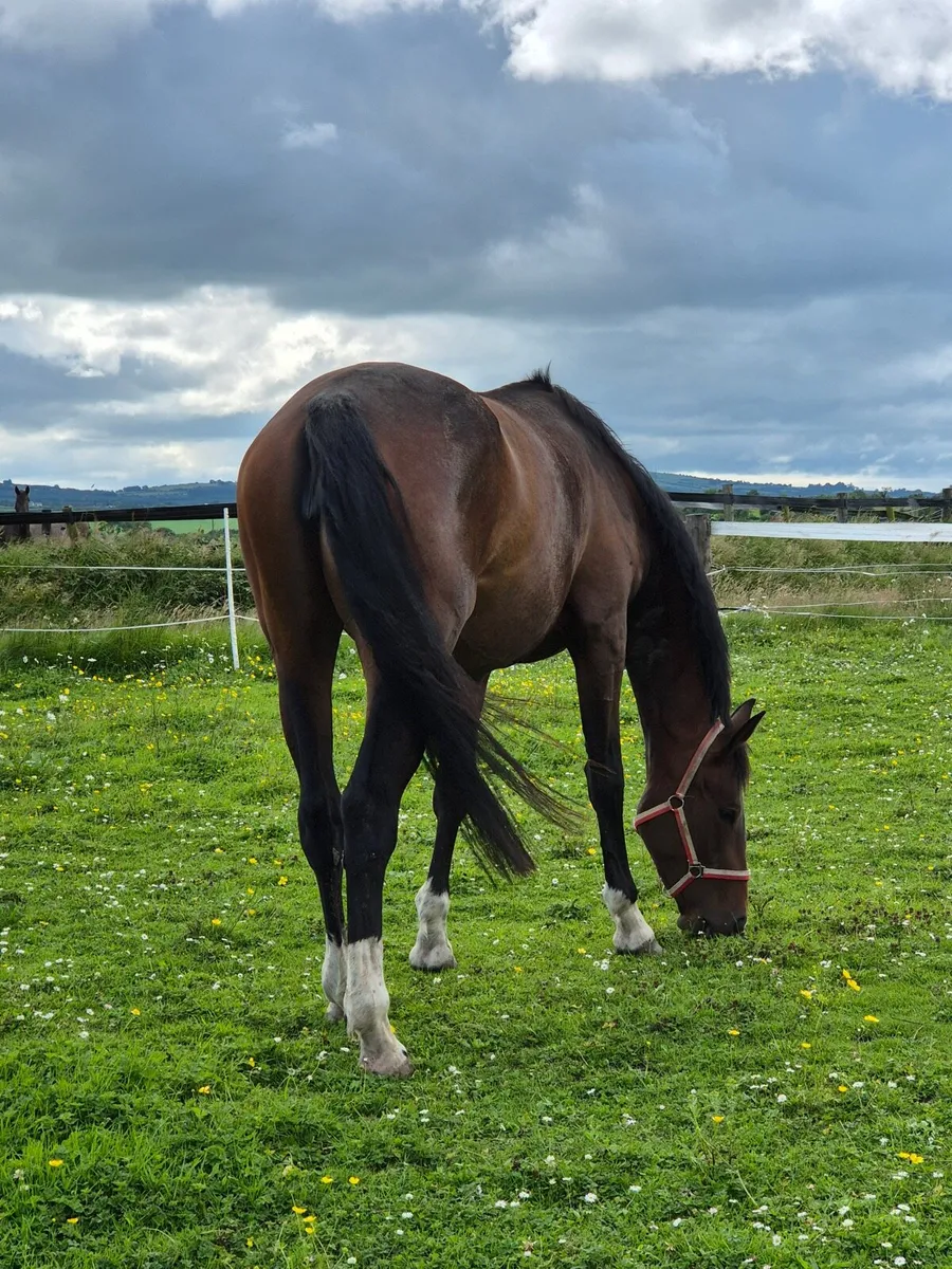 4-Year-Old Mare for Sale - Quality Bloodlines, Att - Image 3