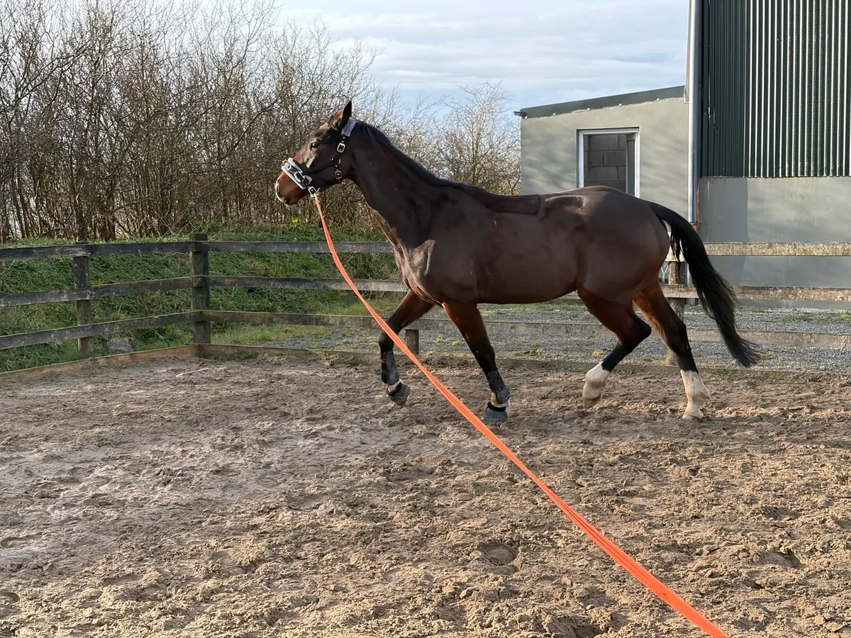 4-Year-Old Mare for Sale - Quality Bloodlines, Att - Image 4