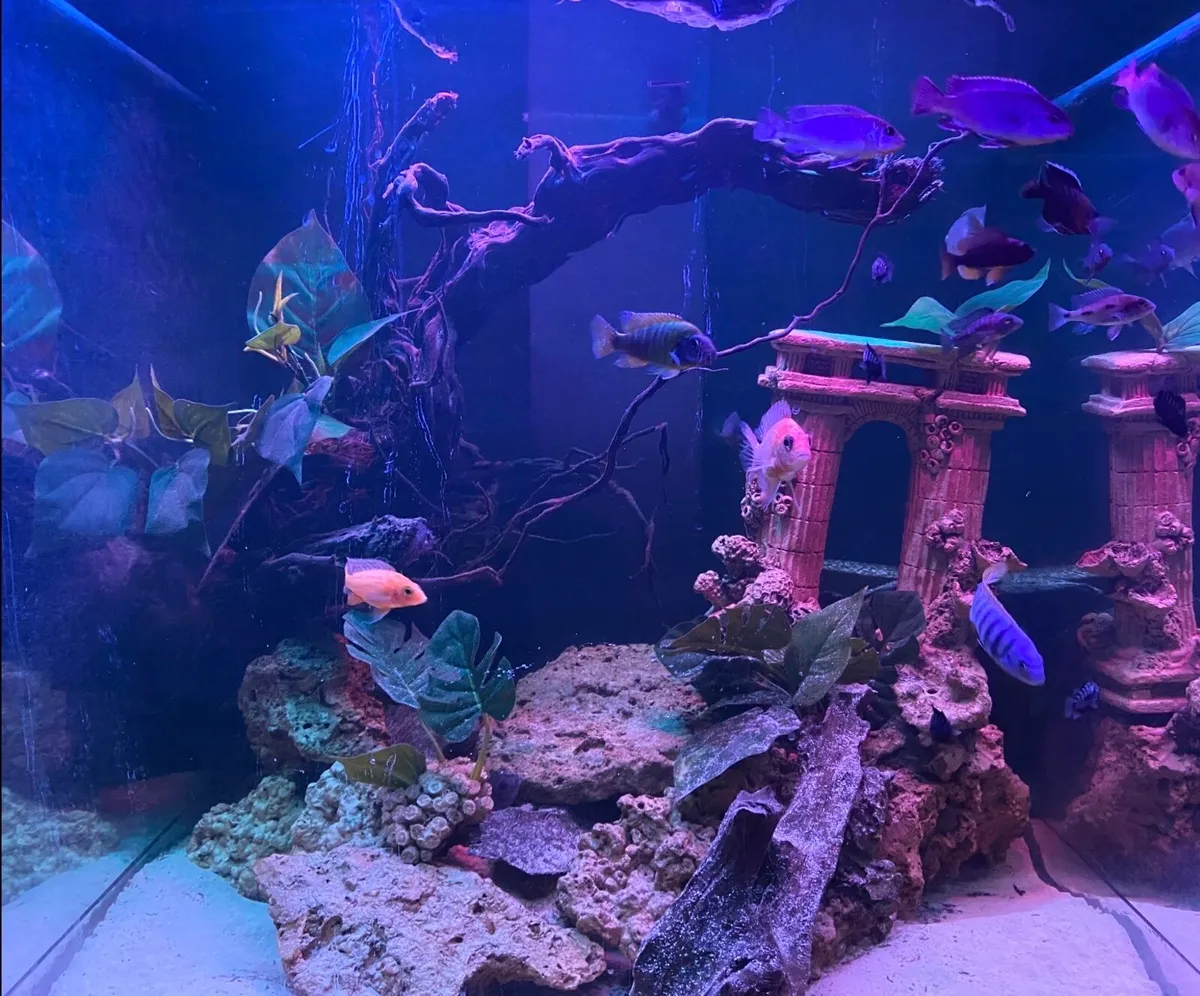 Fish tank - Image 1