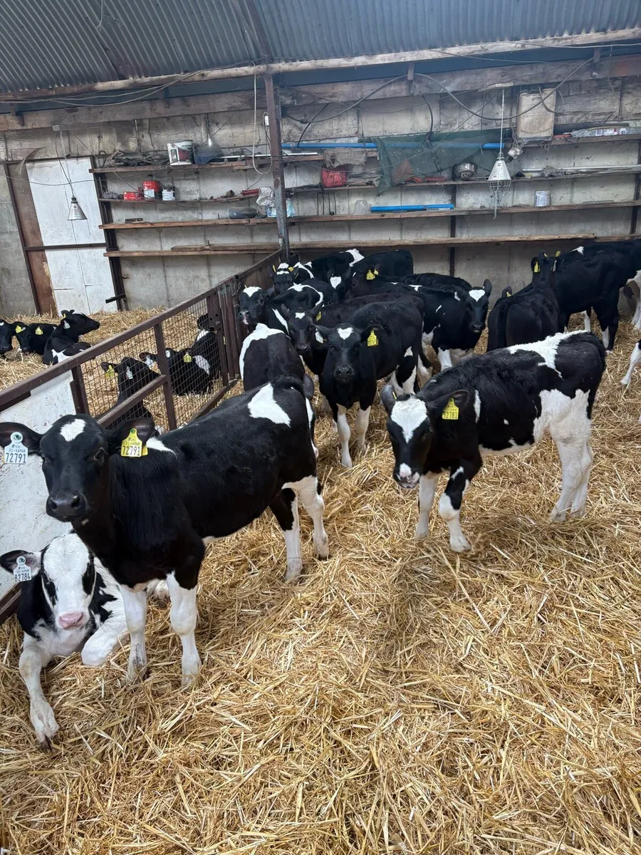 Weaned fr heifer calves - Image 1