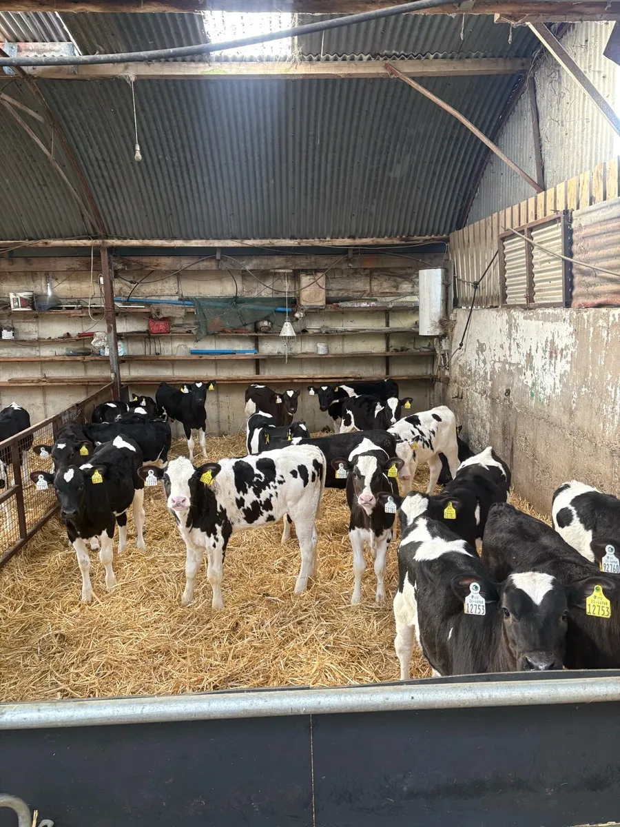 Weaned fr heifer calves - Image 2