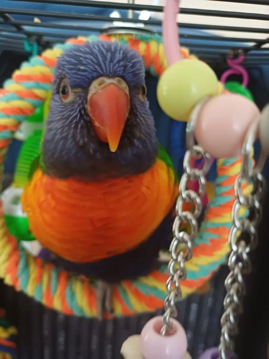 Rainbow lorikeet - Image 1